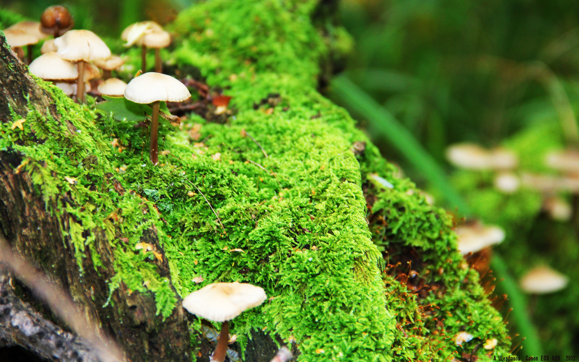 电子竞技迷你赛事：虚拟世界的真实较量，电子竞技游戏比赛