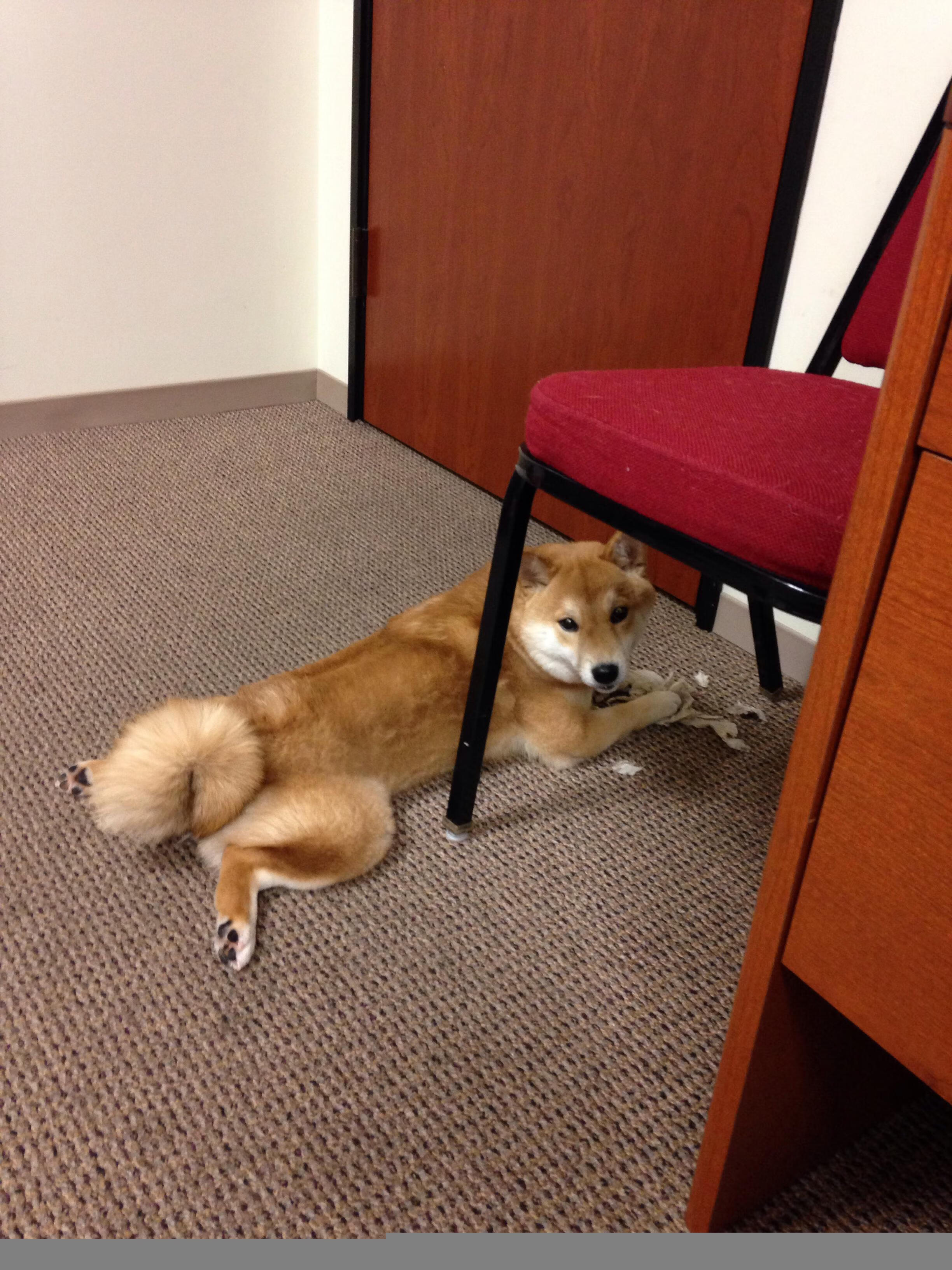 东京FC蓄势待发,为争取下一轮晋级而战,东京fc球队