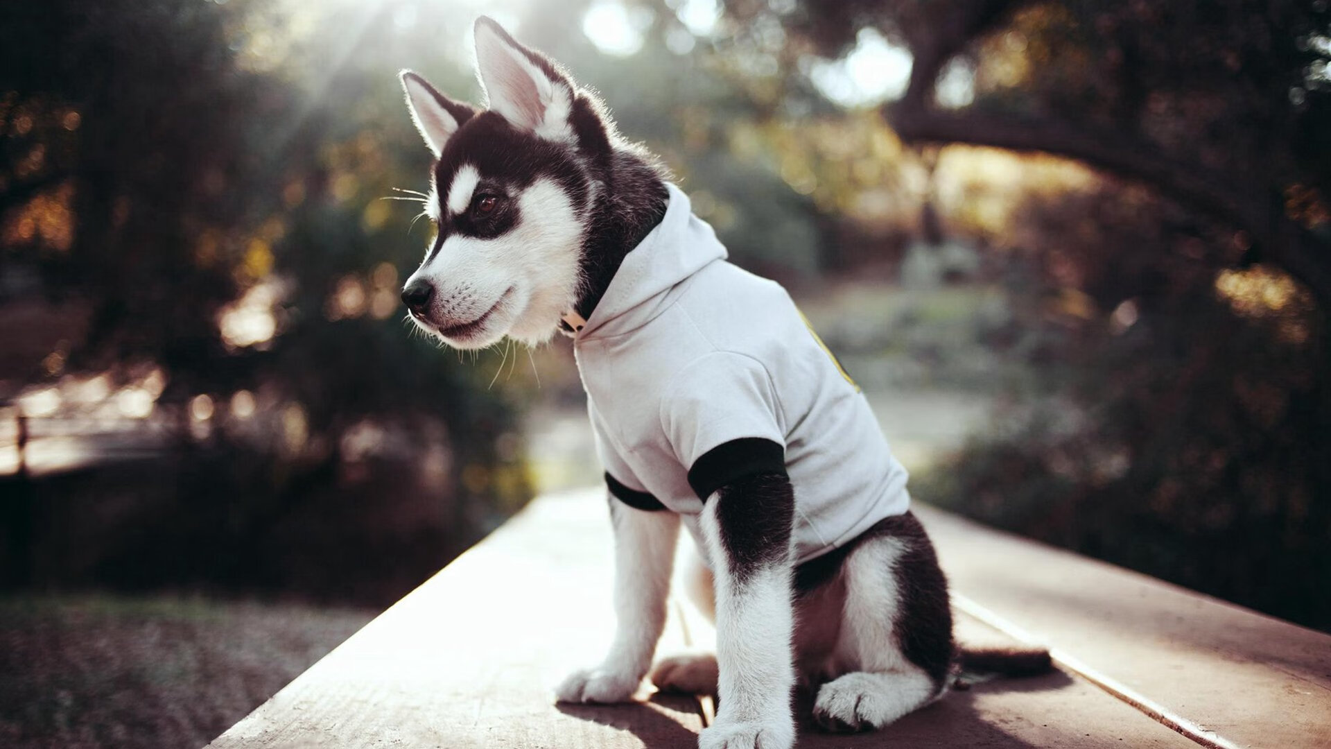 新加坡队未来的发展战略：如何通过合理人员配置提升整体实力，新加坡现役