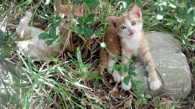 九游sports-“霍斯特稳如泰山，南非羚羊队防线守护无死角”