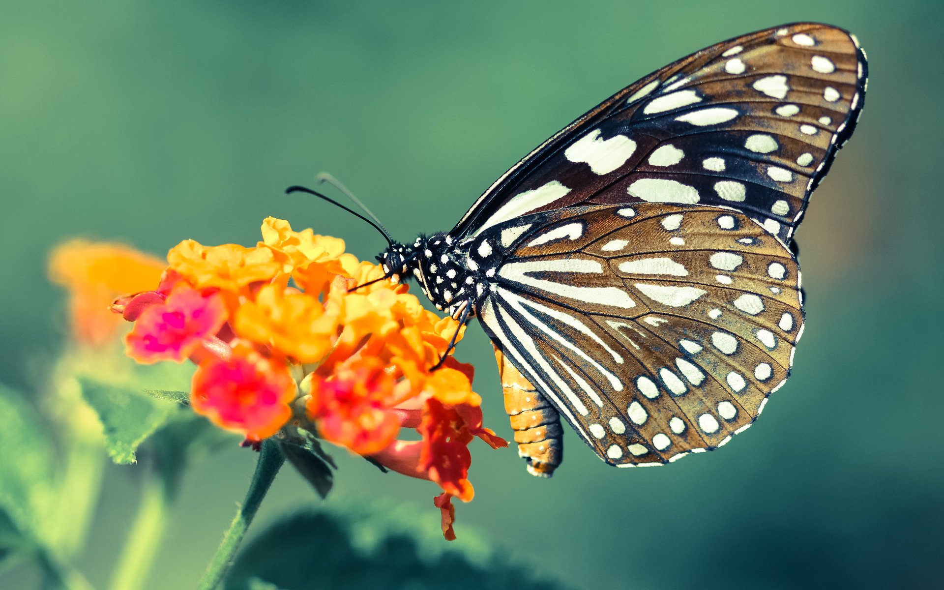 世界青年篮球锦标赛中,欧洲与美洲球队激烈角逐,争夺未来之星
