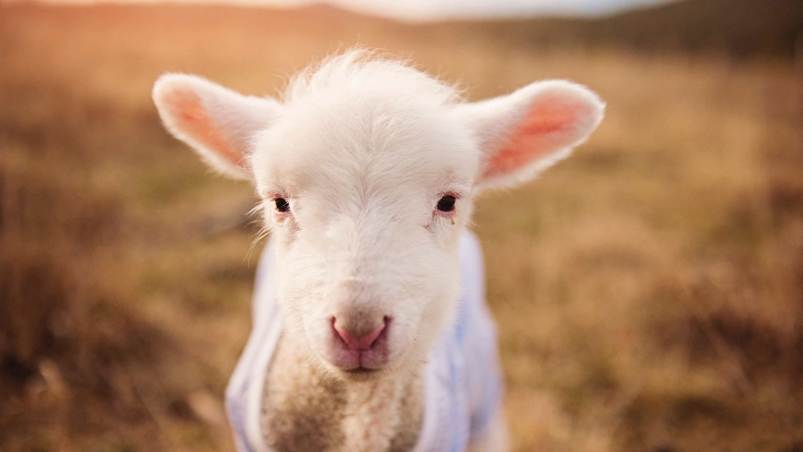 中国篮协推动青训基地建设规范化提升整体硬件水平，篮球青训中心怎么注册