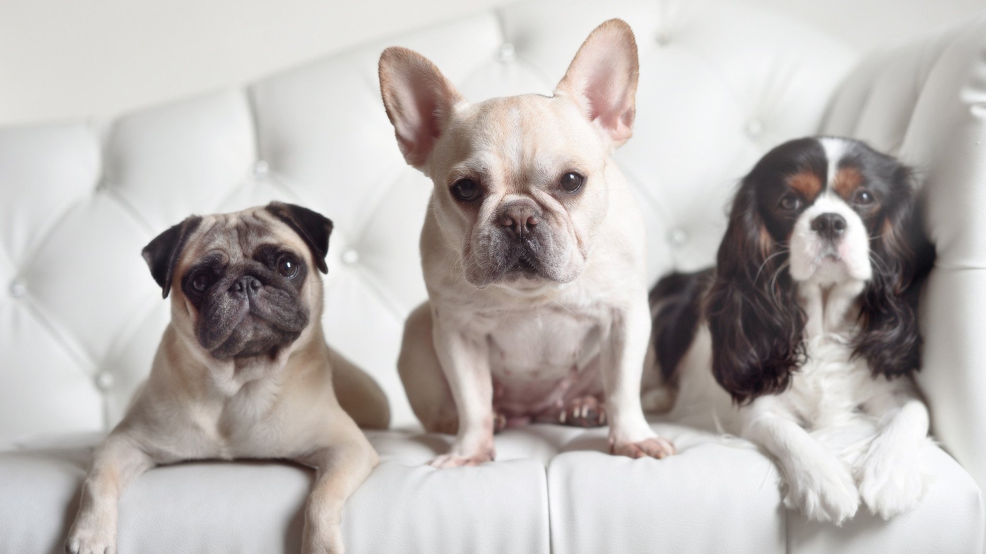 乔纳·隆戈的硬实力与无畏精神,塑造了全黑队的传奇,乔纳豪尔金个人资料