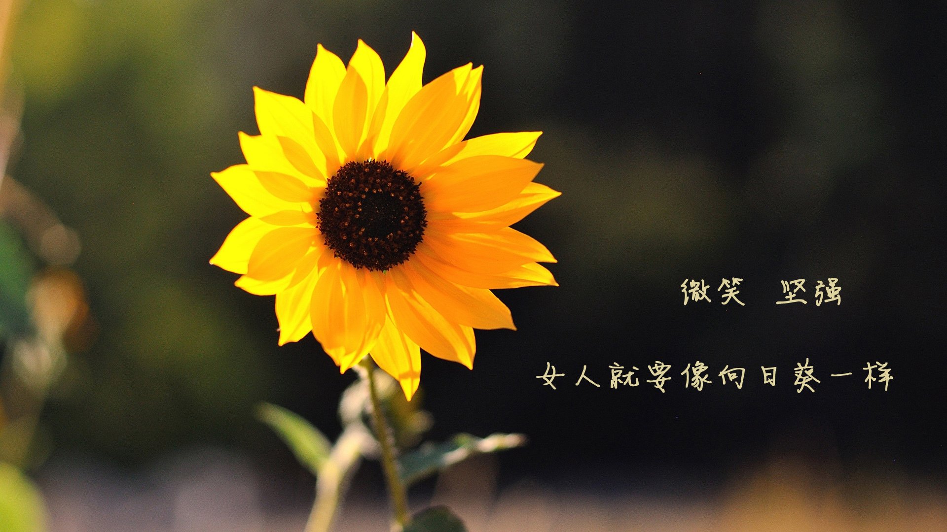 欧洲杯战术大创新:变阵频繁,精彩不断!,欧洲杯方案