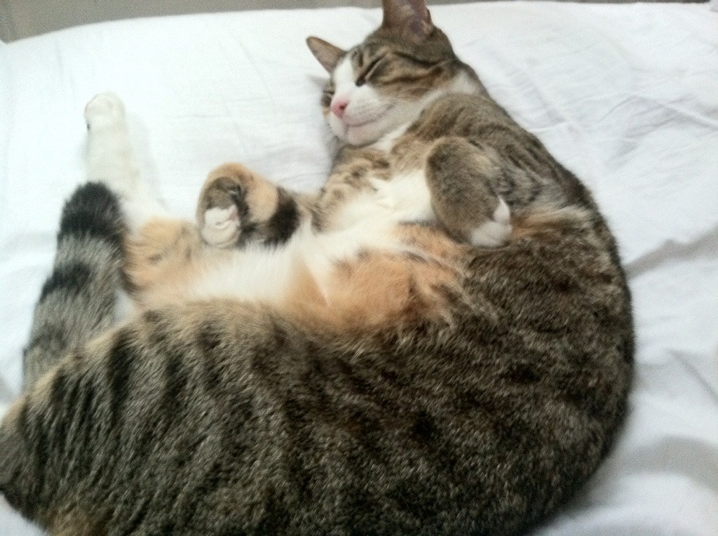 九游jiuyou-特色足球文化墙在城市中心铺设，传播体育精神，足球文化墙布置方案