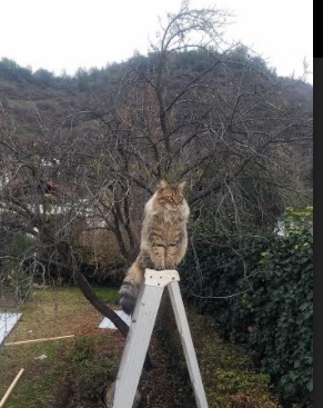 九游(jiuyou)官方网站-西甲决战黄金一刻：超级战术成就大胜利，西甲挑战赛